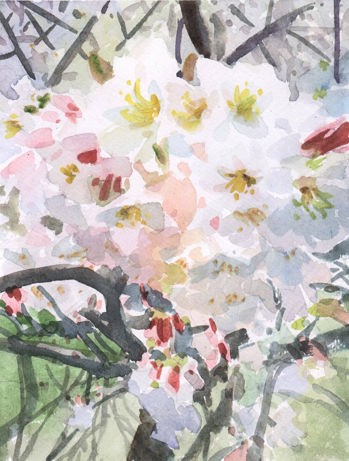 楊陽(yáng)國(guó)畫作品《【櫻花】作者楊陽(yáng)》【圖0】