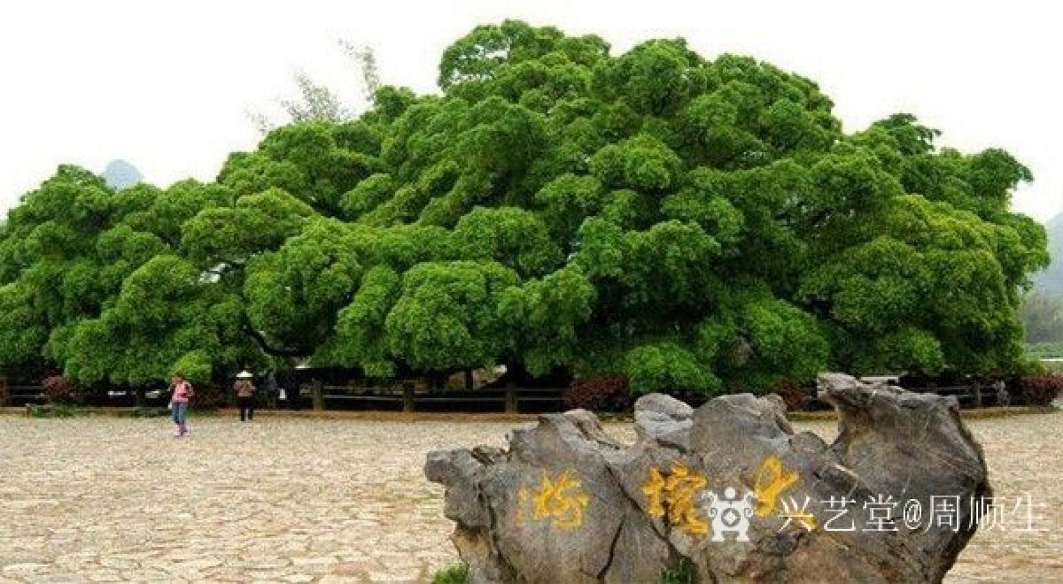 周順生國畫作品《四尺斗方古榕迎春》【圖0】