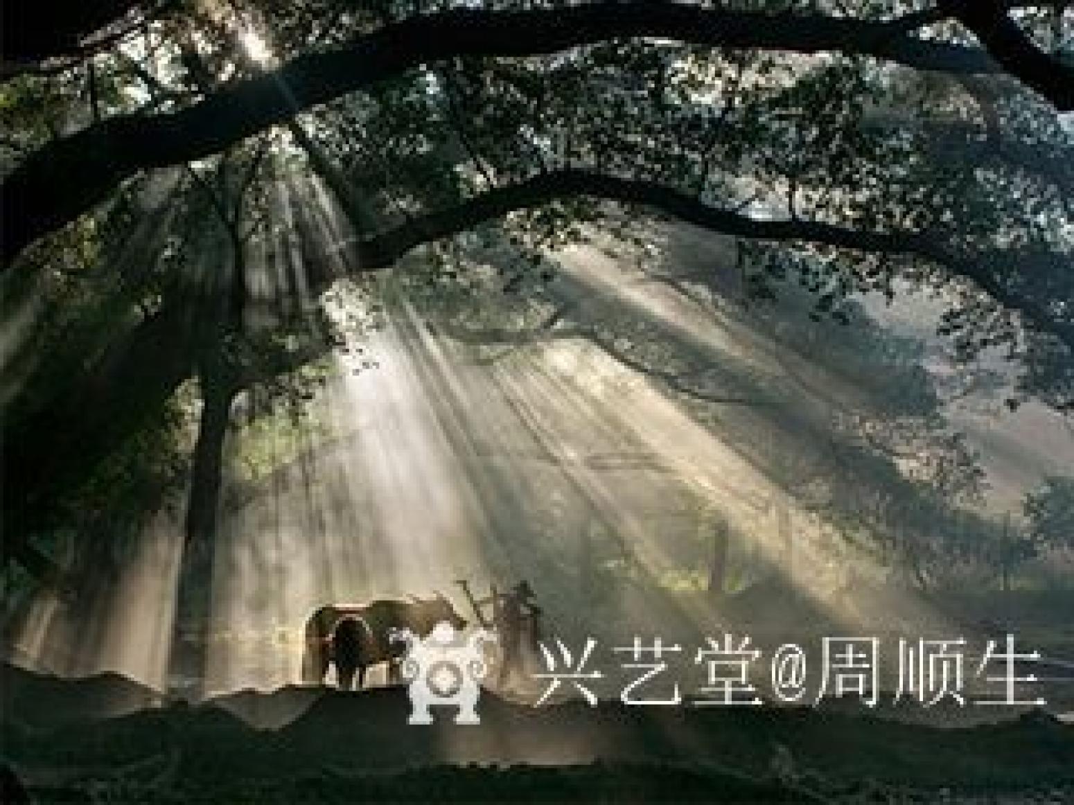 周順生國畫作品《四尺斗方古榕迎春》【圖1】