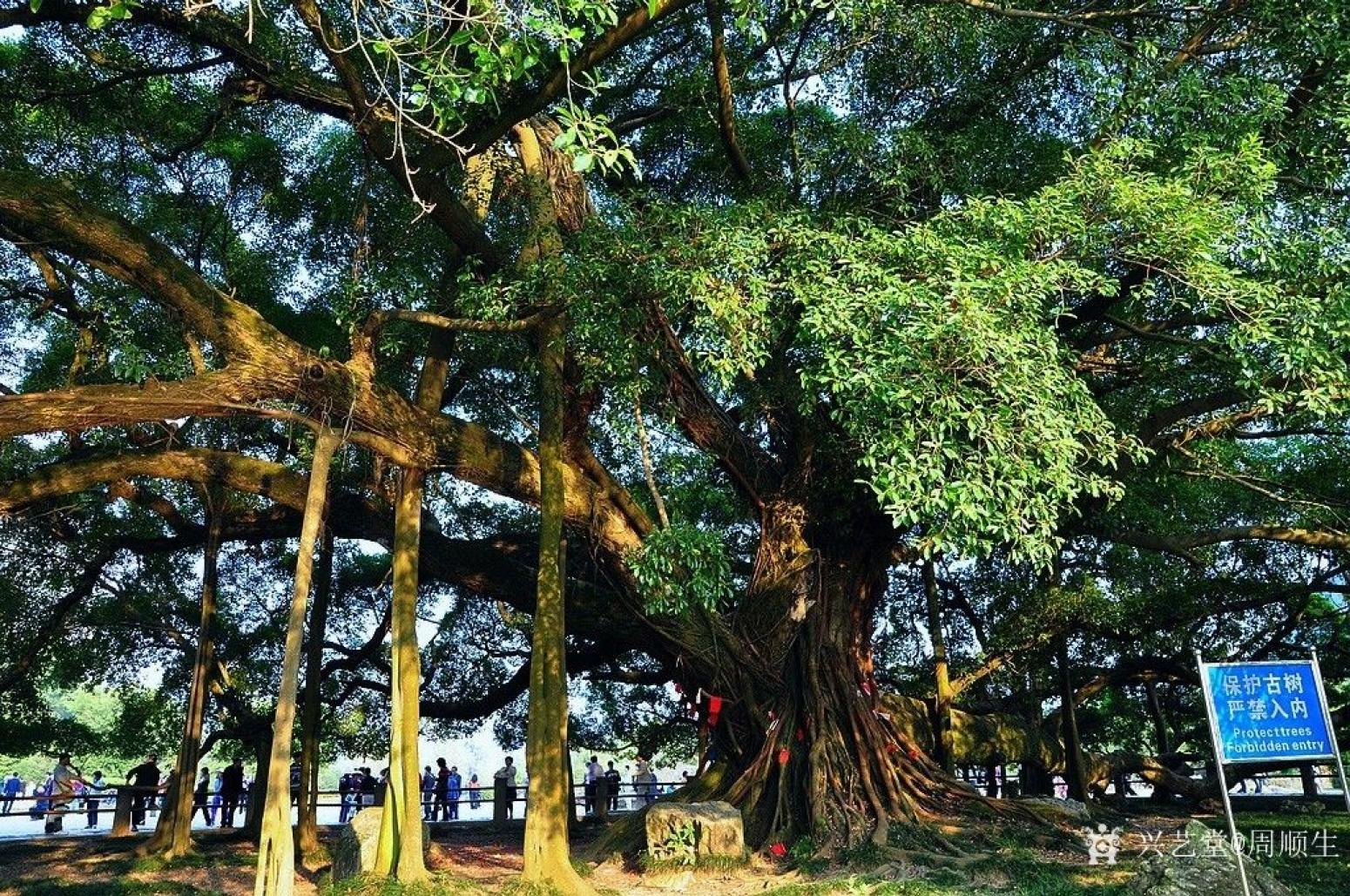 周順生國畫作品《四尺斗方古榕迎春》【圖4】