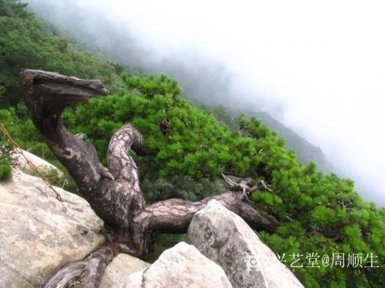 周順生國畫作品《四尺三開松華古春》【圖1】