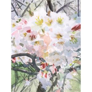 楊陽國畫作品《【櫻花】作者楊陽》價格960.00元