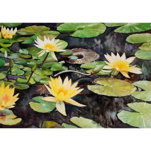 楊陽國畫作品《【睡蓮】作者楊陽》價格1920.00元